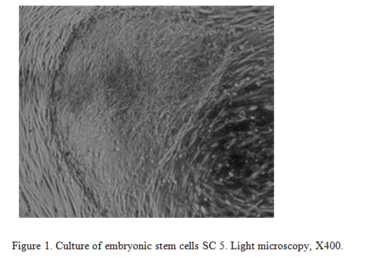 Culture of embryonic stem cells SC 5