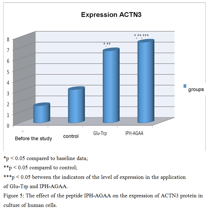 15 The effect of the peptide IPH-AGAA on the expression of ACTN3 protein 05