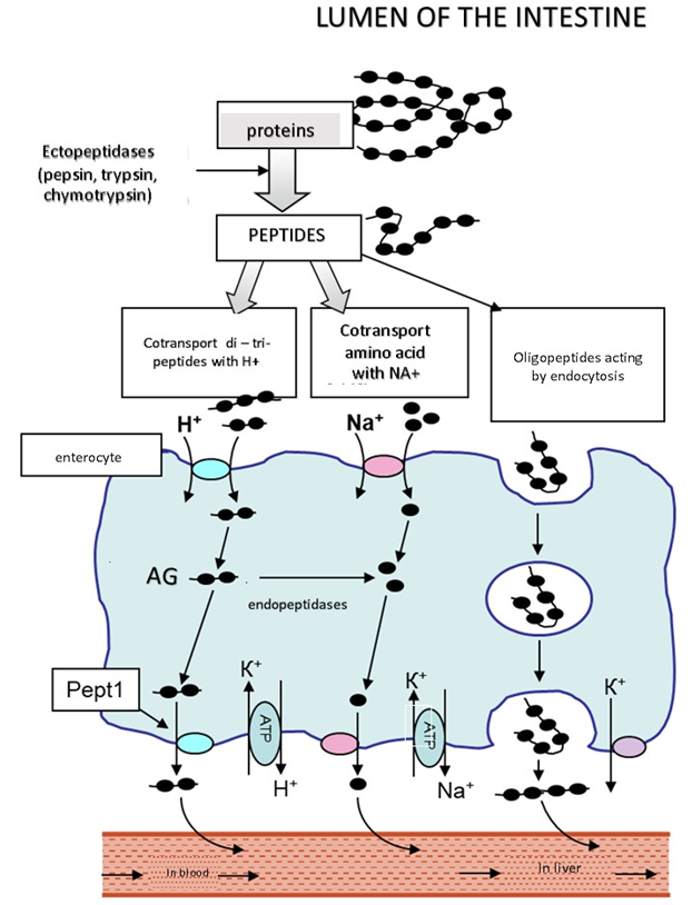 lumen of the intestine