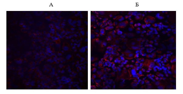 Влияние пептида IPH-AVN (ideal pharma) на экспрессию фактора роста эндотелия сосудов VEGF в эндотелиоцитах крысы