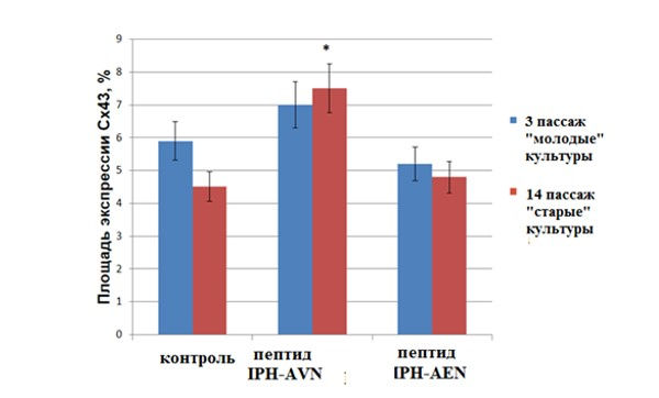 Влияние пептидов iph avn (ideal pharma) на экспрессию Сх43 в культуре сосудов эндотелия крысы.