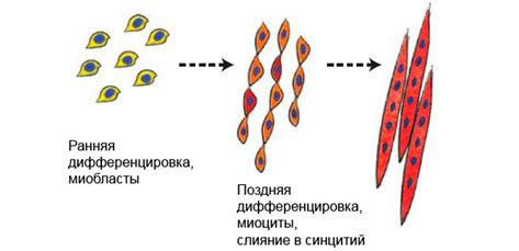 . Схема дифференцировки миобластов и образования многоядерного синцития 