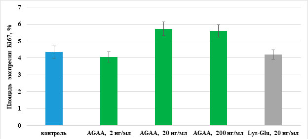 Влияние пептида IPH-AGAA на экспрессию Ki67 в первичной культуре бедренных мышц крыс. 