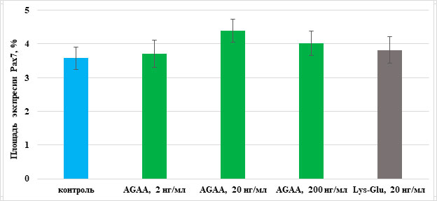 Влияние пептида IPH-AGAA на экспрессию Pax7 в первичной культуре бедренных мышц крыс. 