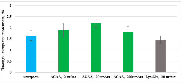 Влияние пептида IPH-AGAA на экспрессию виментина в первичной культуре бедренных мышц крыс. 