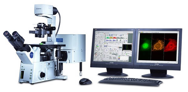 конфокальном микроскопе Olympus FluoView FV1000 при увеличении 200, 400, 600 ideal pharma peptide iph lga