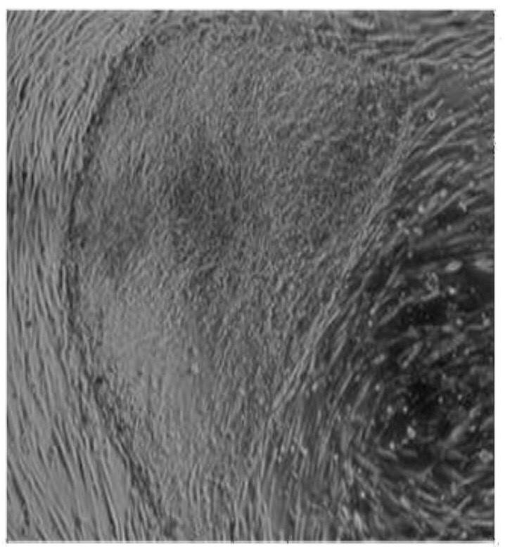 Культура эмбриональные стволовые клетки SC 5. Световая микроскопия, х400