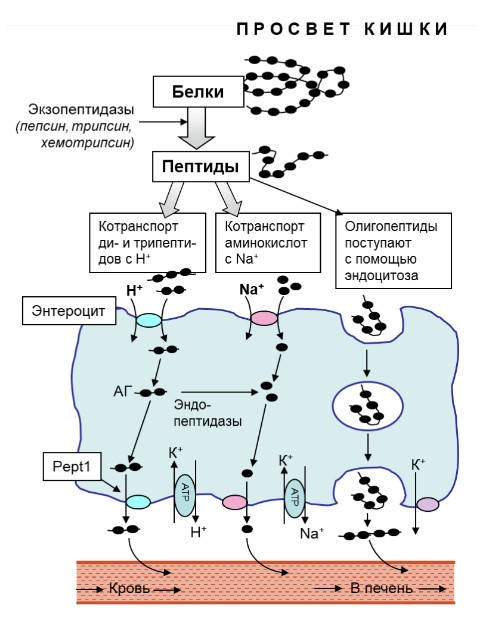 Схема транспорта аминокислот и веществ пептидной природы (олигопетидов, ди-, трипептидов) через клетки тонкого кишечника (энтероциты) в портальную вену печени и лимфатическое русло.